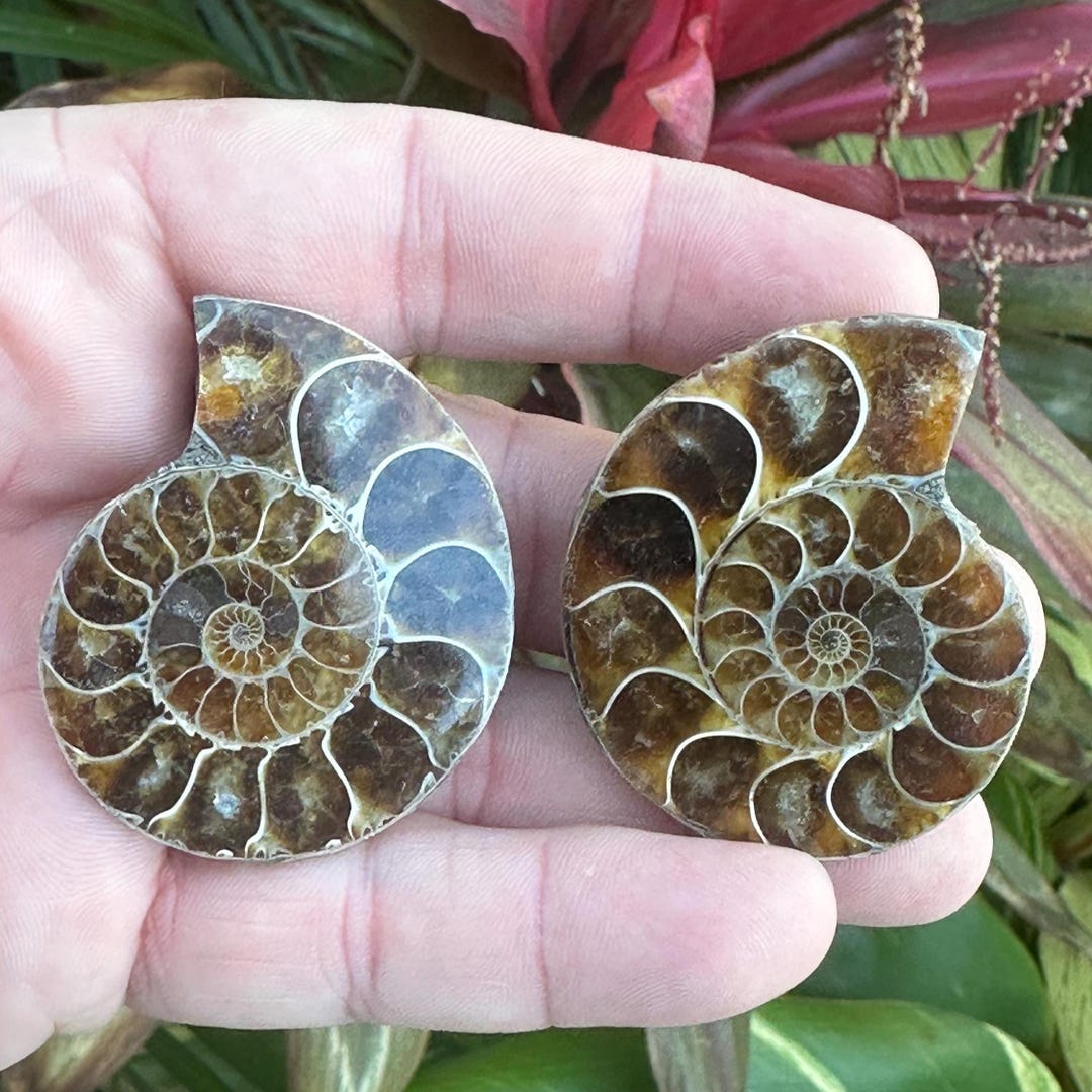 Madagascar Ammonite Fossil Pair | Split Shell | Marine Fossil Specimen ...