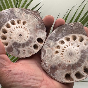 Whole Ammonite Fossil Pair | Permian Indonesian Shell Fossil & Fossil Rocks | Real Fossil Home Decor and Fossil Gifts for Him or Her