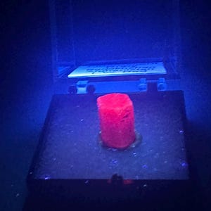 May include: A small, cylindrical, vibrant red mineral specimen sits centered in a dark display box. Under ultraviolet light, the stone exhibits a strong fluorescent glow. A white label with black text is visible in the background of the open case.