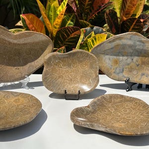 Fossil Coral Crystal Trinket Dish - Real Coral Fossil Stone | Crystal Display Bowl, Plate, or Tray for Jewelry, Gifts & Home Decor