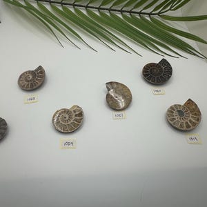 Small Ammonite Fossil Slice – Natural Half Ammonite Fossils | Polished Ammonite Display Piece & Real Fossil Specimens for Gifts and Decor