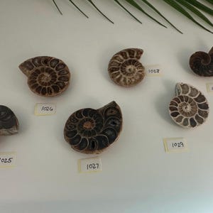 Natural Half Ammonite Fossils – Small Ammonite Fossil Slice | Real Fossil Specimens, Polished Ammonite Display for Fossil Home Decor & Gifts