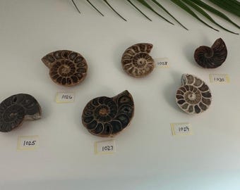 Natural Half Ammonite Fossils – Small Ammonite Fossil Slice | Real Fossil Specimens, Polished Ammonite Display for Fossil Home Decor & Gifts