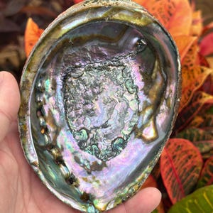 May include: An iridescent abalone shell with a pearlescent interior. The shell displays a range of colors, including green, purple, and gold. The shell's surface has a textured appearance, and the overall shape is oval.