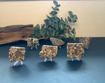 May include: Six fossilized stone specimens with a textured, speckled appearance are displayed on clear stands. The stones are various shapes and sizes, with a mix of brown and tan hues. Green foliage and a piece of driftwood are in the background.