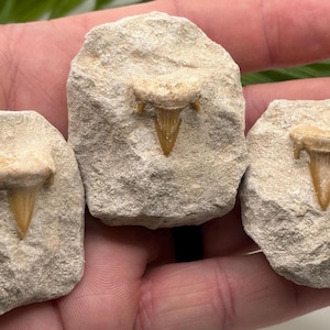 Real Mackerel Shark Tooth Fossil from Morocco | Fun Shark Fossil Gift for Boys and Girls | Fossil Collection Starter for Kids and Adults