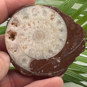 Permian Ammonite Fossil Slice  | Real Fossil Specimens & Fossil Display | Whole Ammonite Fossil Gift and Fossil Decor from Indonesia