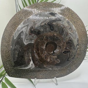 Goniatite Ammonite Fossil Plate for Display, Decor, or Gift | Real Fossil Stone Specimen from Morocco | Fossil Rocks and Minerals