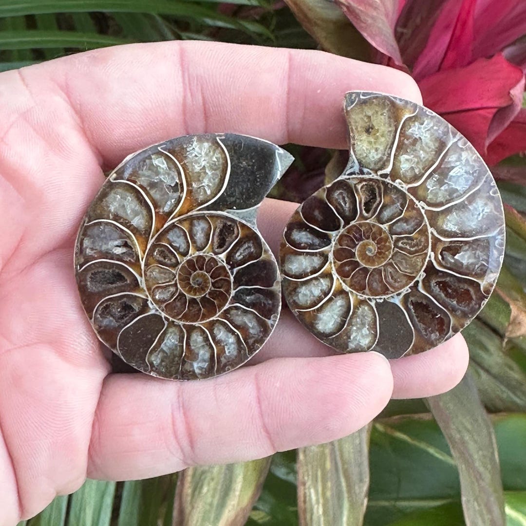 Madagascar Ammonite Fossil Pair | Split Shell | Marine Fossil Specimen ...