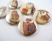 6 owl fridge magnets, Birds, Refrigerator Magnets, Home & Living, Geocache Swag, Kitchen Decor, Parliament of Owls No 2 / Magnabilities 1112