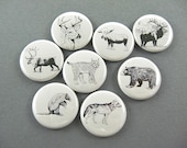 8 fridge magnets, nature refrigerator magnet, home decor, gift for her, animal magnet, pin back button, wine charms, kitchen 1102/1255
