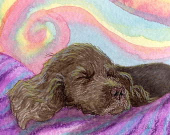 Sussex Spaniel dog puppy 5x7 and 8x10 art print poster relaxation studies having a nap snooze dosing asleep sleeping pup by Susan Alison