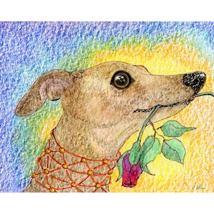 red rose between his teeth greyhound whippet dog 5x7 8x10 inch art print poster from a watercolour painting by Susan Alison galgo IG flower