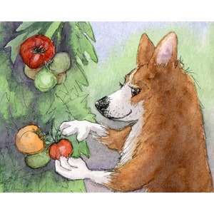 bumper tomato crop Welsh Corgi dog signed art print 5x7 & 8x10 inches from a Susan Alison watercolour painting green chutney picking fruits