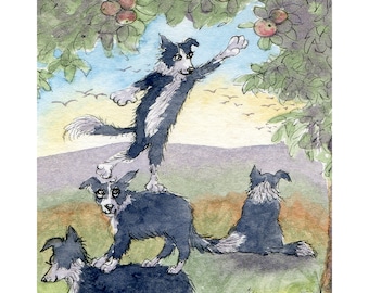 Border Collie dog 5x7 & 8x10 Susan Alison print from a w/c painting sheepdog scrumping apples harvesting fruit teamwork cooperation friends