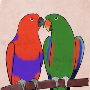 2 pcs Moluccan Eclectus Parrots Sticker laptop sticker decoration bird lover gift parrot owner gift