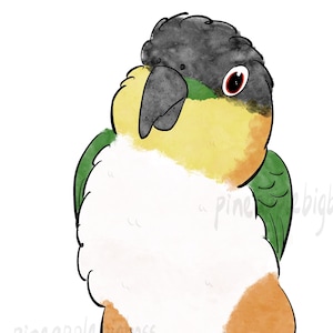 2 pcs Caique Black Headed Caique Sticker Parrot Sticker laptop sticker decoration bird lover gift parrot owner gift