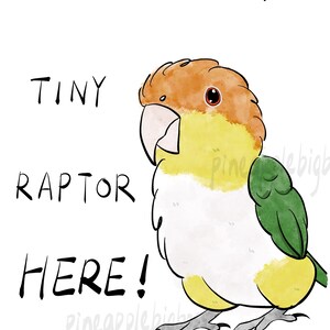 2 pcs Caique White Bellied Caique Sticker(tiny raptor) Parrot Sticker laptop sticker decoration bird lover gift parrot owner gift