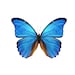 Blue Ladore