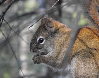 Helläugige und Bushy-Tailed Eichhörnchen - leere Note-Karte von COGnitive Kreationen
