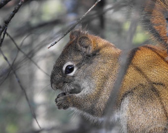 Bright-Eyed and Bushy-Tailed Squirrel - Blank Note Card by COGnitive Creations