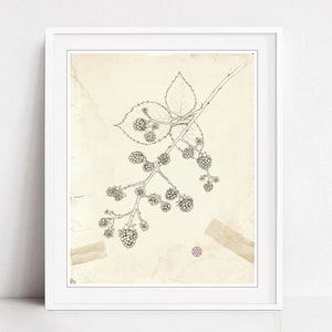 Blackberry plant nature illustration, botanical wall art, archival print, ink line drawing, aged paper, vintage style botanical art image 1