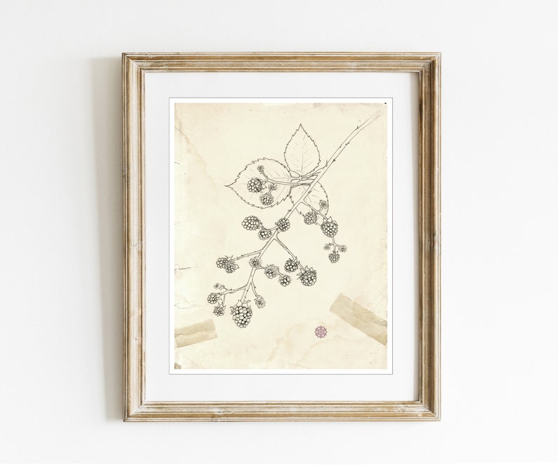 May include: Black and white line drawing of a blackberry branch with leaves and berries. The drawing is on a vintage, cream-colored paper with a brown paper tape accent.