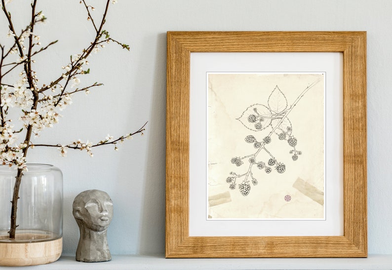 Blackberry plant nature illustration, botanical wall art, archival print, ink line drawing, aged paper, vintage style botanical art image 5