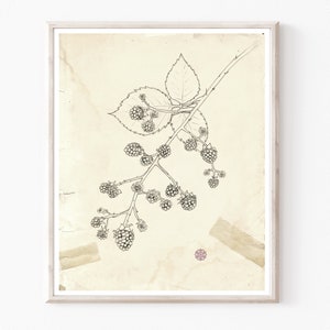 May include: A black and white line drawing of a blackberry branch with leaves and berries on a vintage, cream-colored background with a faded pink flower.