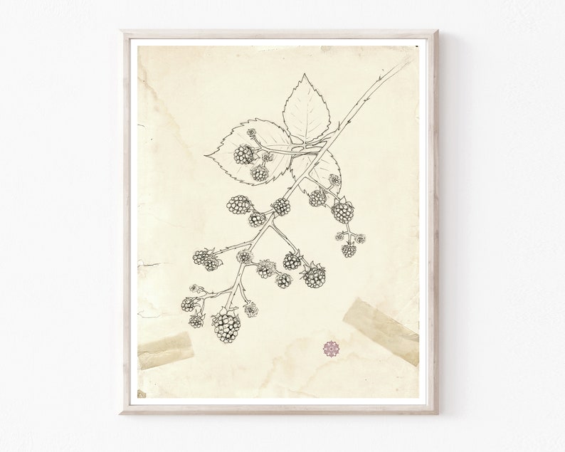 May include: A black and white line drawing of a blackberry branch with leaves and berries on a vintage, cream-colored background with a faded pink flower.