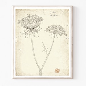 Queen Anne&#39;s Lace, Botanical Illustration, Archival Print, Nature Wall Art, Line Drawing, Vintage Style