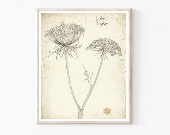 Queen Anne's Lace Botanical Print: Vintage Style Nature Wall Art