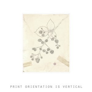 May include: A black and white line drawing of a blackberry branch with leaves and berries on a vintage, cream-colored background with a pink sticker.
