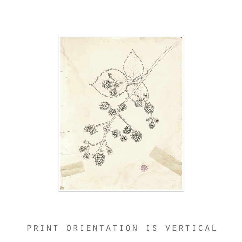 May include: A black and white line drawing of a blackberry branch with leaves and berries on a vintage, cream-colored background with a pink sticker.
