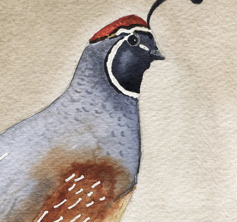 California quail print watercolor art print nature | Etsy