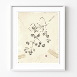 May include: A black and white line drawing of a blackberry branch with leaves and berries on a vintage, cream-colored paper background.