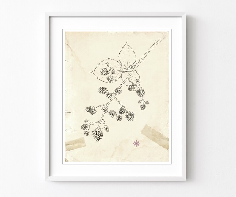 May include: A black and white line drawing of a blackberry branch with leaves and berries on a vintage, cream-colored paper background.