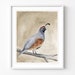 see more listings in the Birds / Animals section