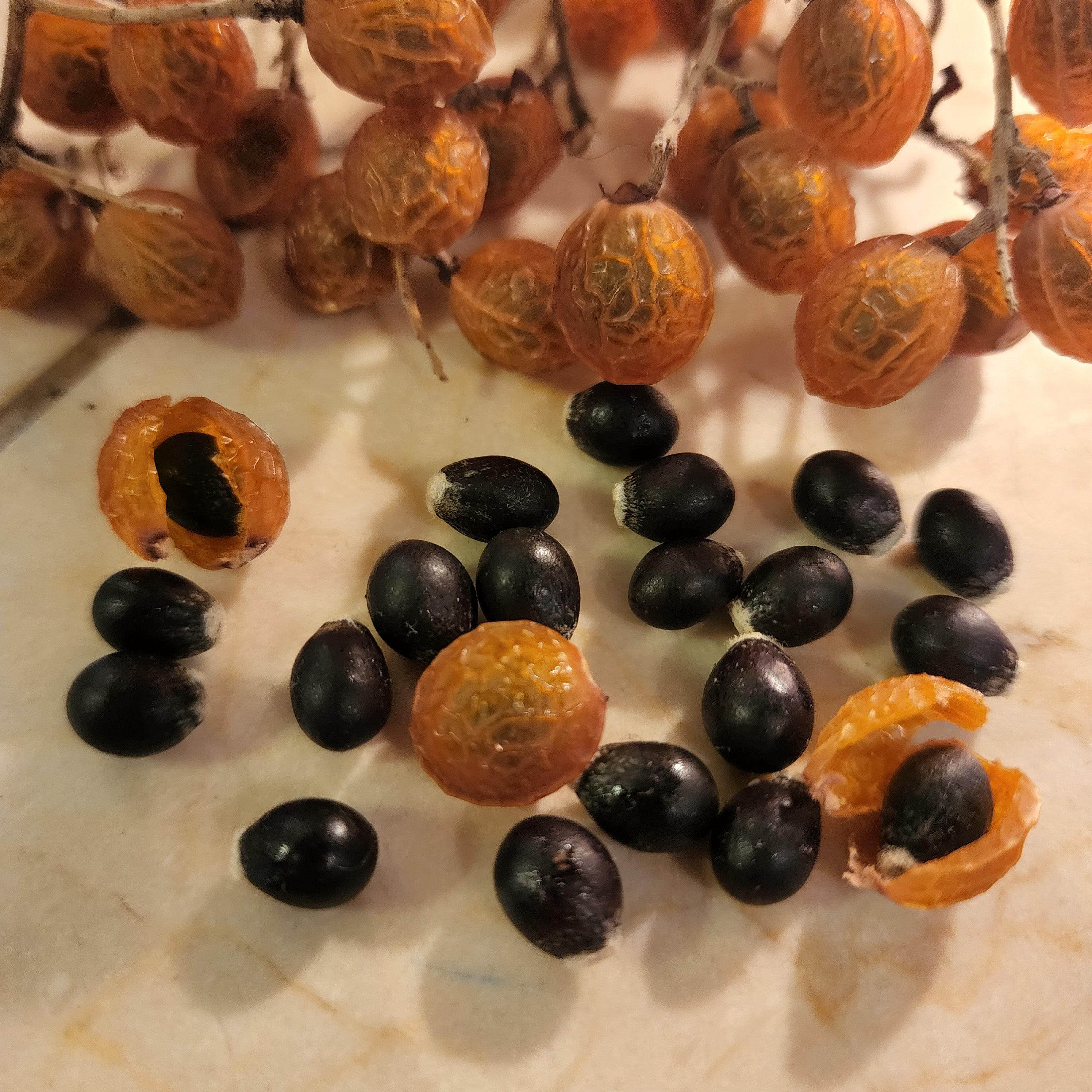 Prix : €2.50 - Graines De Sapindus Ou Noix De Lavage