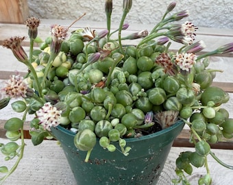 Variegated String of Pearls 4"