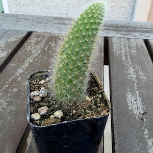 May include: A small, green cactus with white spines in a black plastic pot. The cactus has a cylindrical shape and is planted in soil with small rocks on top. The pot sits on a weathered wooden table.