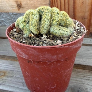 May include: A crested cactus with a wavy, brain-like growth pattern and dense yellow-green spines, planted in a terracotta-colored plastic pot filled with dark potting soil containing small pebbles and organic debris.