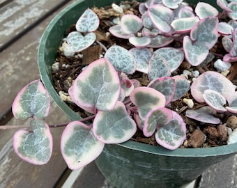 May include: A potted String of Hearts plant with heart-shaped leaves. The leaves are a mix of green and gray with pink edges. The plant is in a dark green plastic pot, sitting on a wooden surface.