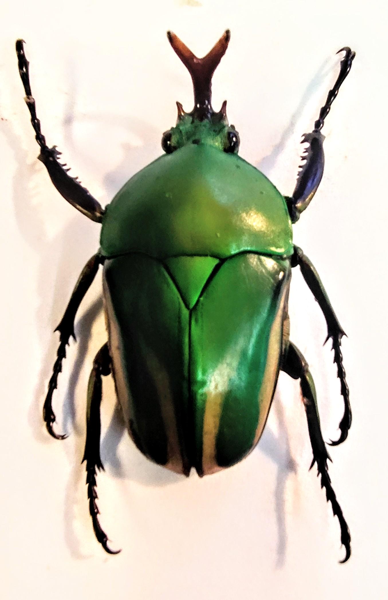 Eudicella - Etsy 日本