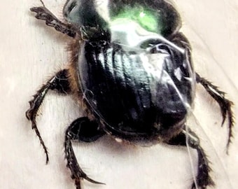 Phanaeus Demon MALE Scarab Beetle Green Form Guatemala PINNED - Etsy