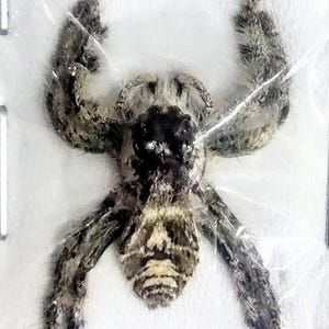 Puede incluir: Un espécimen de araña preservado en un soporte de exhibición de plástico transparente. La araña presenta un cefalotórax oscuro y texturizado, un abdomen gris y bronceado moteado, y patas peludas extendidas sobre un fondo blanco liso.