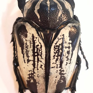 1 A-1 Goliathus quadrimaculatus 61.6mm Cameroon Female Flower beetle, Real Large beetle, Entomology