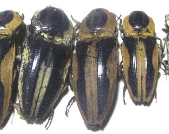 Hoplia Coerulea One Real Metallic Blue Scarab Beetle Unmounted