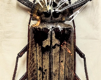 Odontolabis Lacordairei 47mm, Large Lucanid Stag Beetle, Real