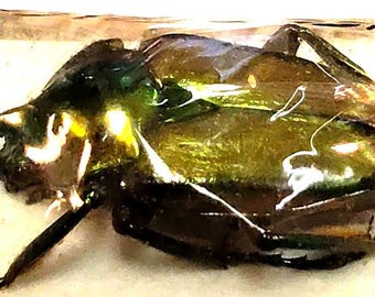 1 A-1 Phaedimus cumingi Male 23mm Unmounted Real Beetle Entomology Artwork
